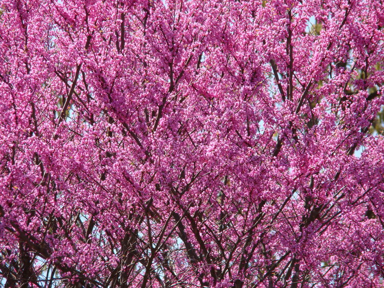 POD 04-04-09 Redbud Tree