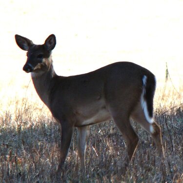 POD 2-18 Deer