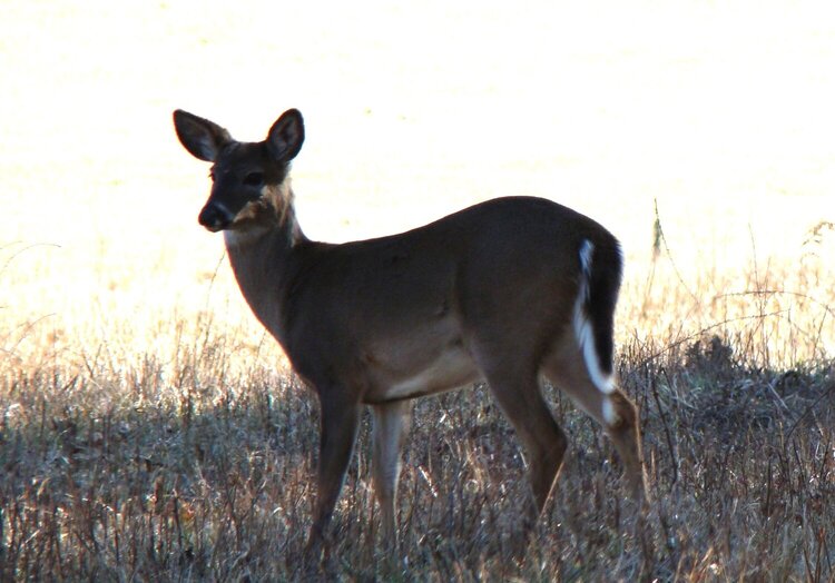 POD 2-18 Deer