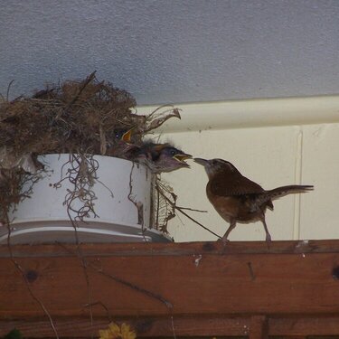 Momma bird feeding baby birds.