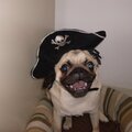 arrr mateys!