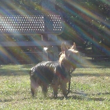 yorkie in the sun