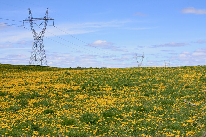 12. Dandelions (10 pts)