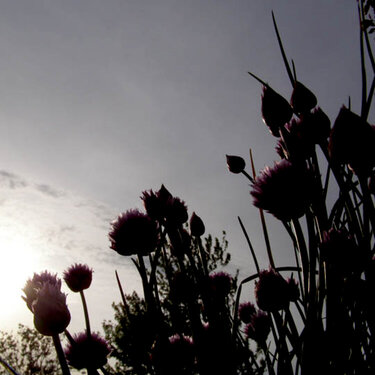 6/3 POD Evening Flowers