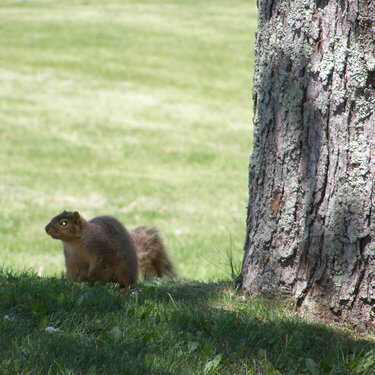 6/19 POD Squirrel