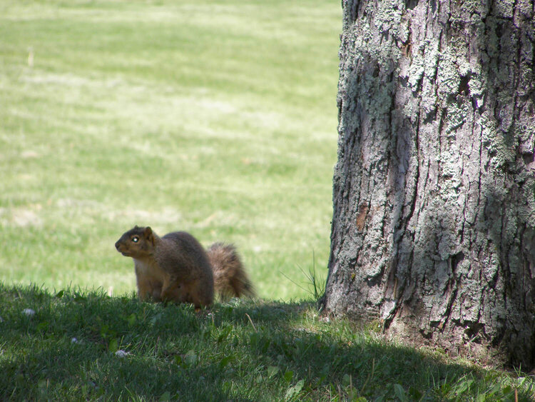6/19 POD Squirrel