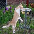 Tiger in the bird bath