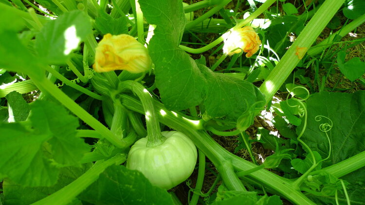 Our Pumpkins ~ Peek of Fall Mini