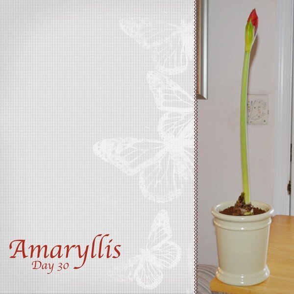 Amaryllis - Day 30 - Carina Gardner CT Feb 2011