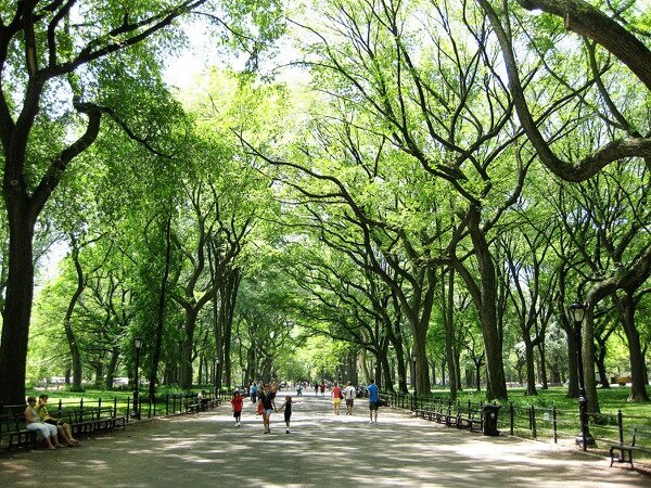 Path through Central Park