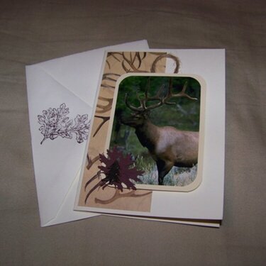 Elk Boxed Card Set