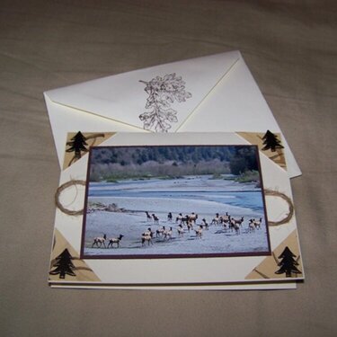 Elk Boxed Card Set