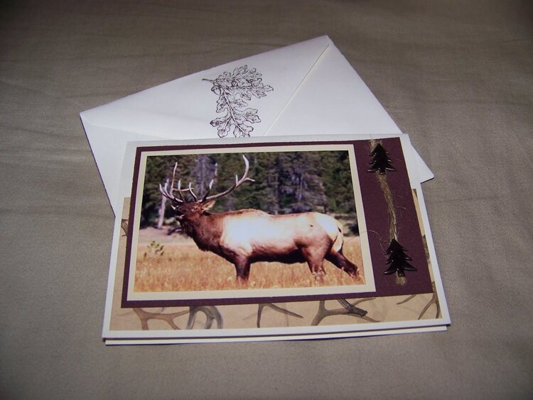 Elk Boxed Card Set