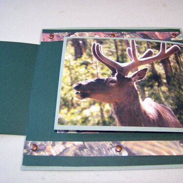 Yellowstone Wildlife Card - Inside Flap