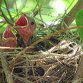 Baby Cardinals July POD #2