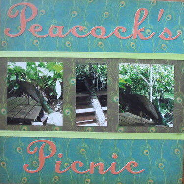Peacock&#039;s Picnic
