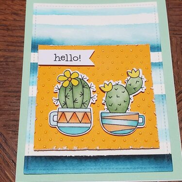Hello cactus