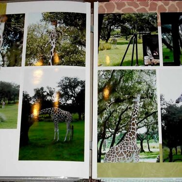 GiRaffes