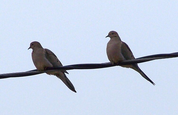 4~3 POD &quot;Birds on a Wire&quot;