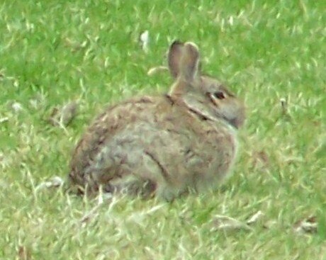 4~1 POD &quot;Chilly Rabbit!&quot;