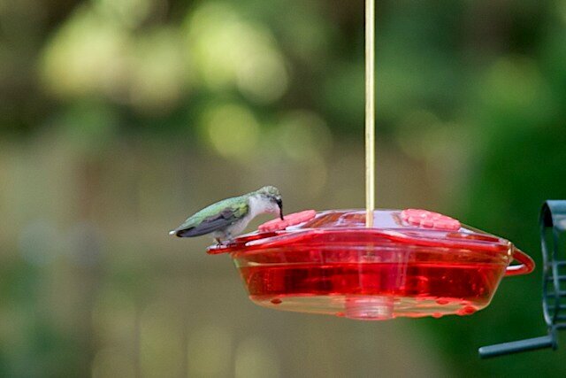 JFF Hummingbird