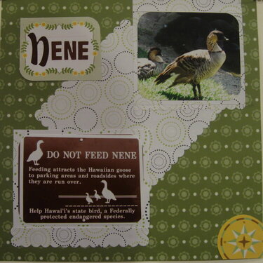 Don&#039;t feed the Nene!!