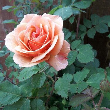 Rose bush