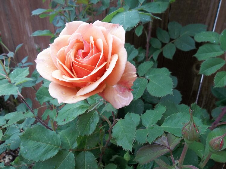 Rose bush