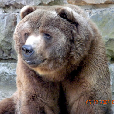 Kodiak Bear
