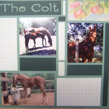 The colt