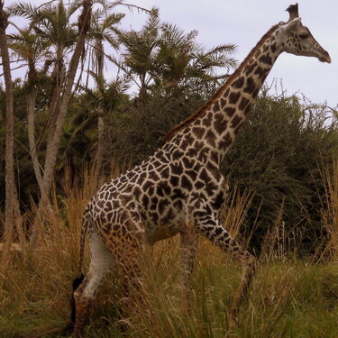 Giraffe