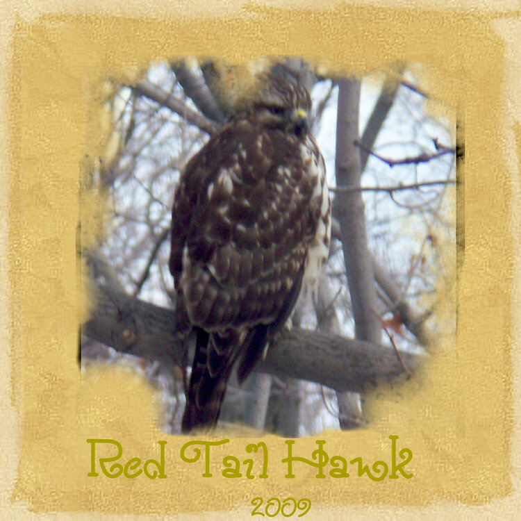 red tail hawk 2009