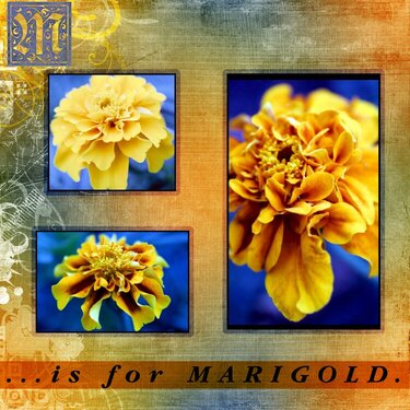 M is for Marigold