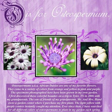O is for Osteospermum.