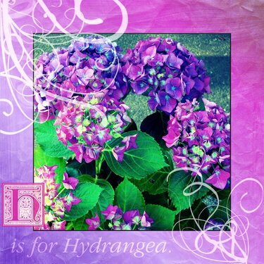 H is for Hydrangea