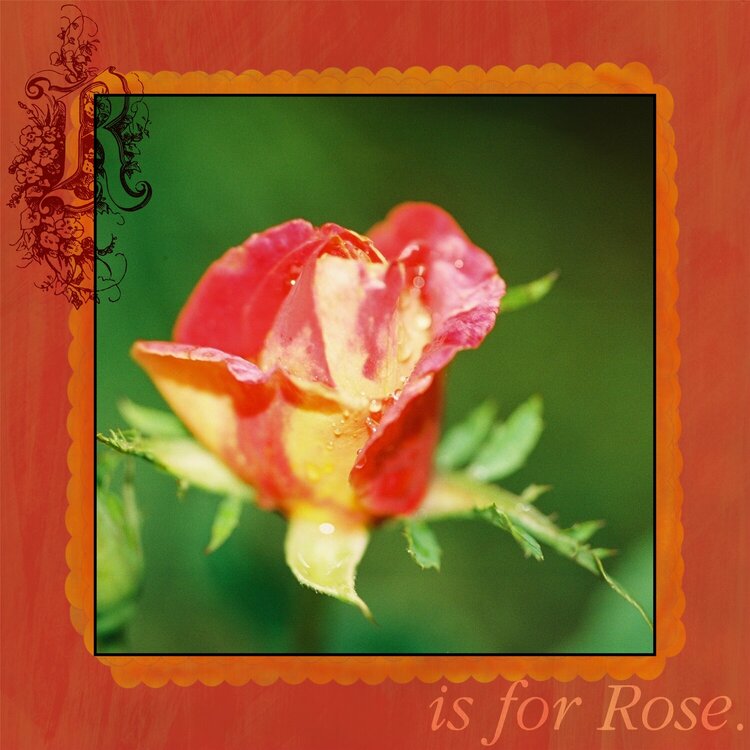 R is for Rose