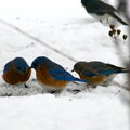 Bluebirds