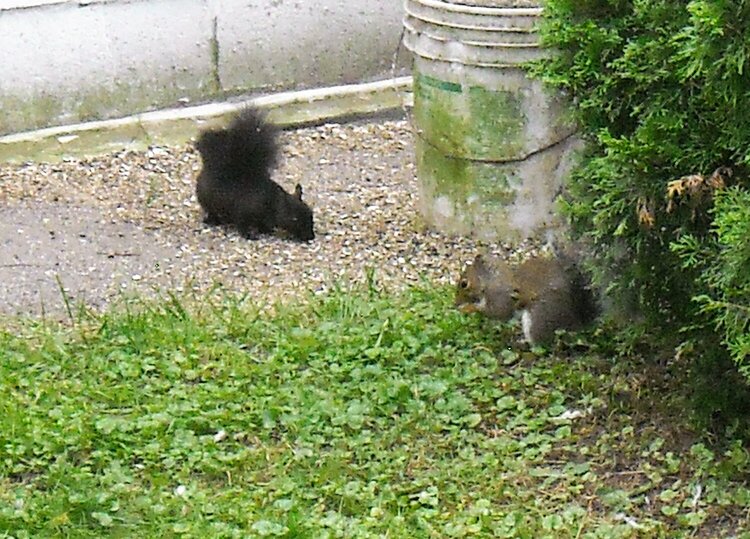 Black Squirrel and Grey Squirrel