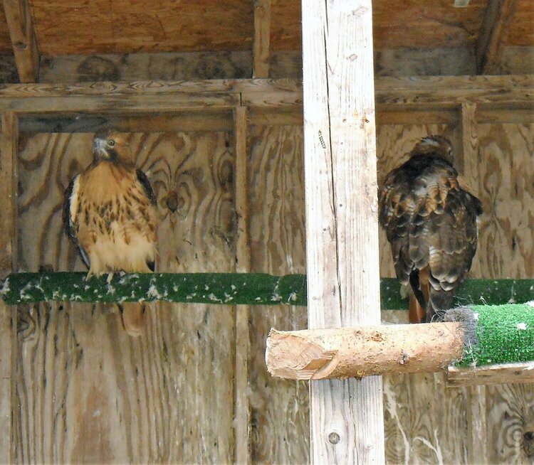 Owls at Birdsacre