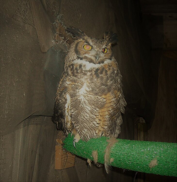 Owl at Birdsacre