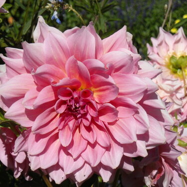 Soft Pink Flower