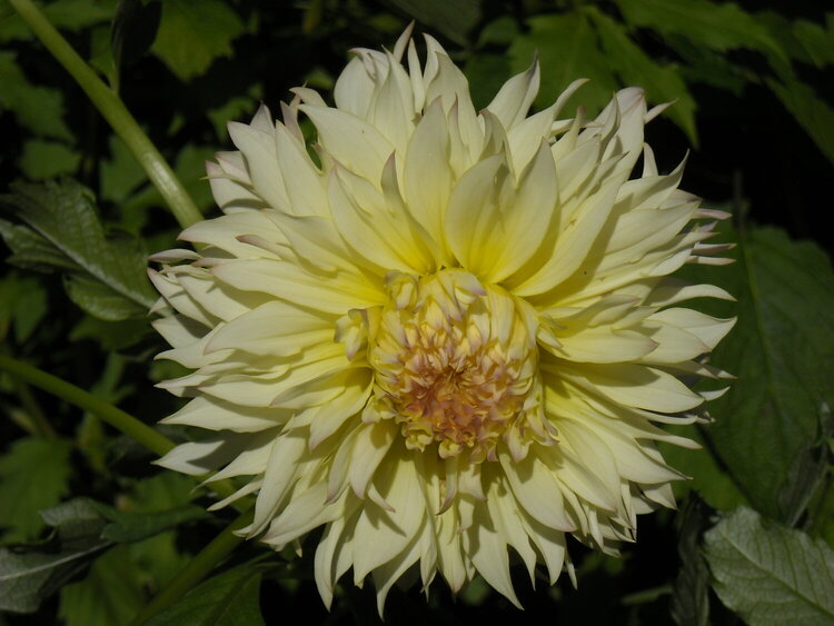 Pale Yellow Flower