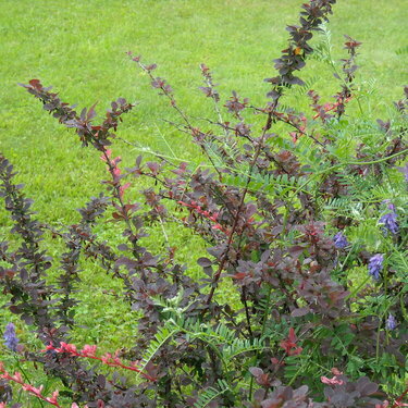 Bushes Along the Shore Path