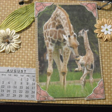 2019 Giraffe Calendar (August)