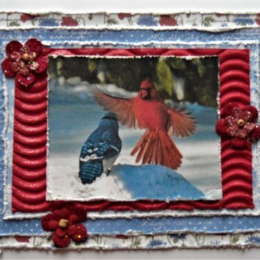 Blue Jay and Cardinal