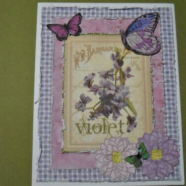 Violets &amp; Butterflies
