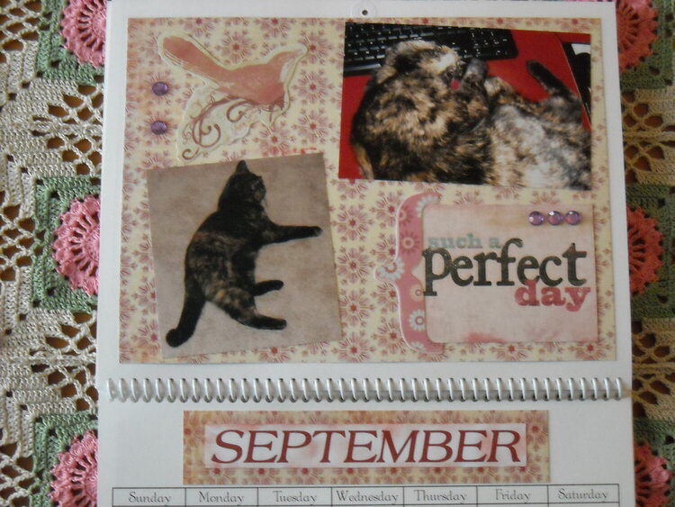 2012 Wall Calendar All About Chancie
