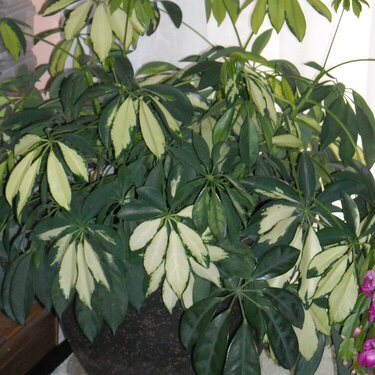 Verigated House Plant