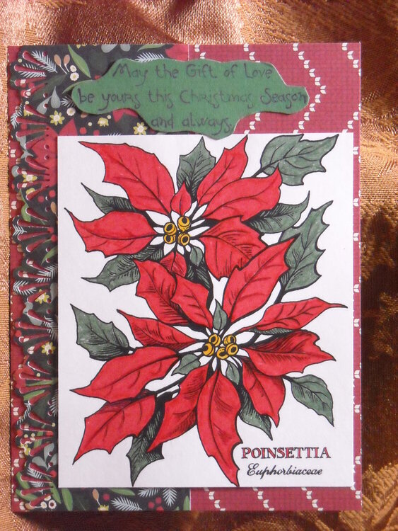 Poinsettias