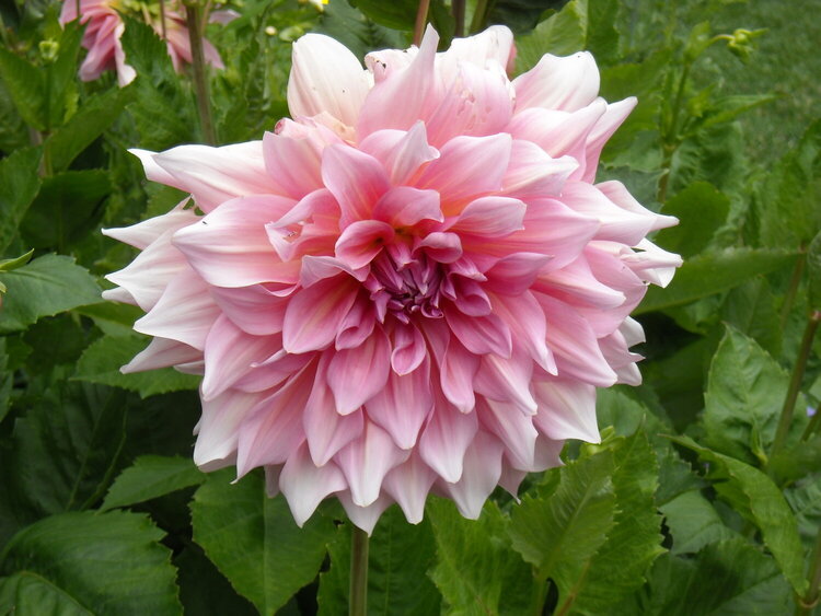 Large Pink Flower